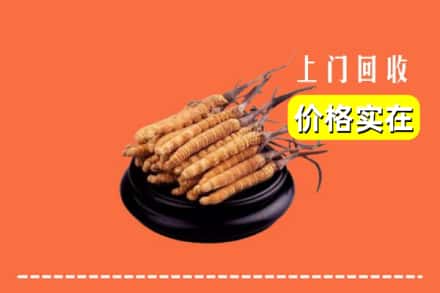 佳木斯抚远市回收冬虫夏草